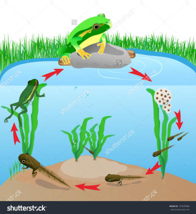 Image result for frog life cycle